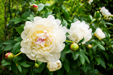 White Dahlia flower head / bud with pink / red center, small flower buds and green shiny leaves on the summer garden 