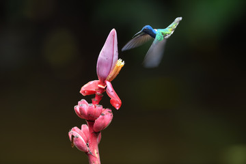 White-necked jacobin is flying around red yellow wild banana flower