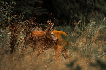 on a forest clearing beautiful roe deer with beautiful antler poles looks back