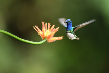 White-necked jacobin is flying around orange flower