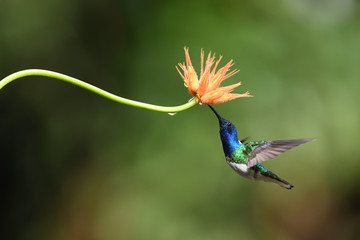 Fototapeta premium Jakobin białoszyi wysysa nektar z kwiatu pomarańczy