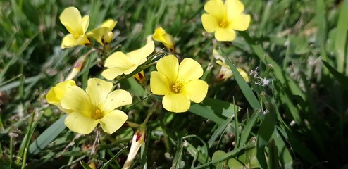 Obraz na płótnie Canvas yellow spring flowers