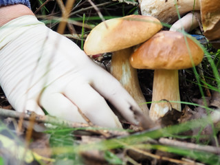 porcini mushrooms in the forest. gloved hand. silent hunting. hobby