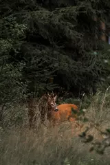Zelfklevend Fotobehang beautiful roe deer with beautiful antlers on forest clearing © Himmelreich Photo