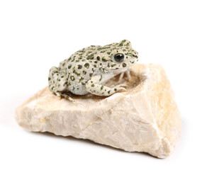 Young european fire-bellied toad, Bombina bombina isolated on white background