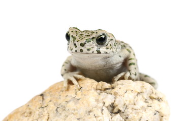 Young european fire-bellied toad, Bombina bombina isolated on white background