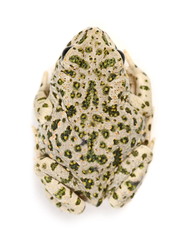 Young european fire-bellied toad, Bombina bombina isolated on white background