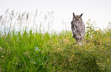 Great grey owl