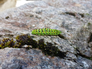 caterpillar on a leaf