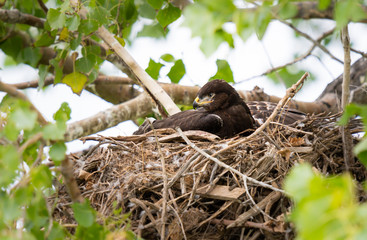 Hawk in its nest