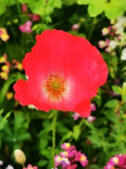 Fototapeta premium red poppy flower