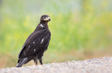 Hawk in its nest