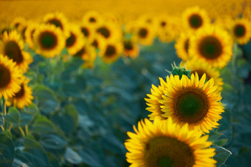 bright sunflower field, a beautiful landscape on a summer day