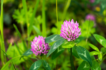 Red clover (trifolium pratense) flower heads and green leaves in the sunny summer / spring meadow / garden / field 