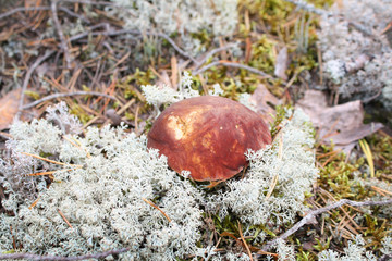A beautiful boletus mushroom with a maroon hat is hidden in white lichen.