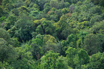 Fototapeta premium forest in the mountains