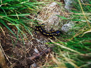 Wild salamander in the mountains of pirineos