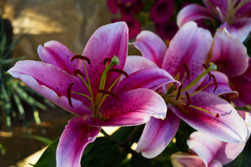 Obraz premium pink magnolia flowers in the garden