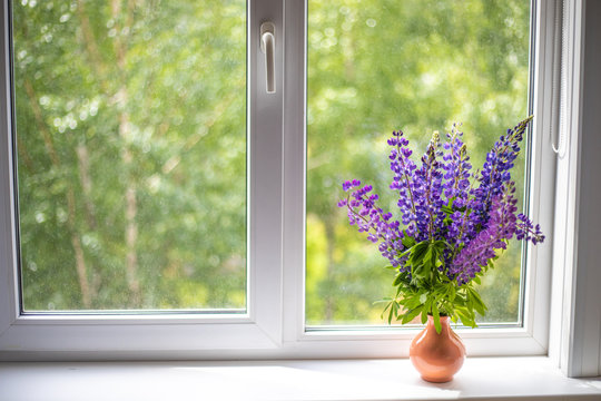 Blue and purple lupine flowers stand on a white windowsill on the window