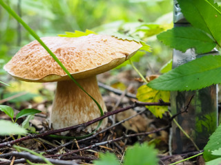 delicious white mushroom in the forest with a knife. poster.
