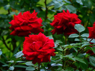 Czerwone róże z kolcami © dominikspalek.pl