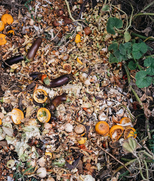 Vegetables and fruits rot in the compost pit. Household waste for composting fruit and vegetables in the garden. Colorful compost heap and garbage pit with rotten colored vegetables and fruits.