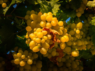 a ripe bunch of white table variety grapes with yellow-green berries hanging on a branch surrounded...
