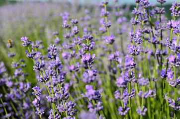 Close up of Purple Lavender Flowers in Lavender Field during Summer at Countryside in Transylvania.