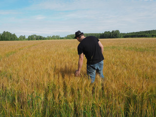 Naklejka na ściany i meble a man in a hat walks through a field of barley. harvest. farm field.