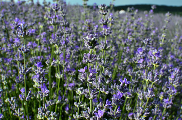 Close up of Purple Lavender Flowers in Lavender Field during Summer at Countryside in Transylvania.