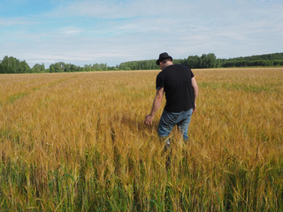 Naklejka na ściany i meble a man in a hat walks through a field of barley. harvest. farm field.