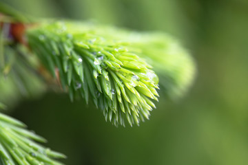 Raindrops on the branches of green spruce