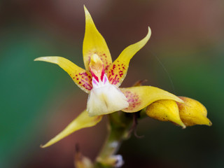 Plocoglottis acuminata - ground growing orchid, Gunung Mulu, Borneo, Malaysia