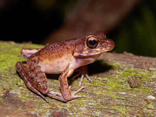 Brown Marsh Frog - Pulchrana baramica in Bako National Park, Borneo