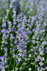 Close up of Lavender Flower in Lavender field during Summer at Countryside in Transylvania.