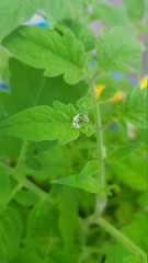 water drop on a green leaf