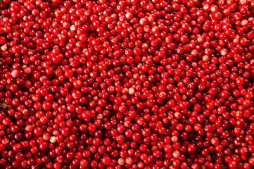 Texture of ripe red berries lingonberry
