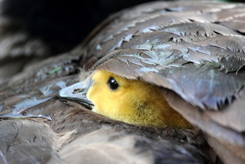 Baby Canada Goose chick under protection of mothers wing © Dennis