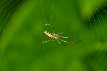 Spider with spider web close up outdoor