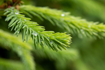 Raindrops on the branches of green spruce