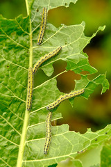 A colony of green shaggy caterpillars destroys fresh foliage. Pests threaten the garden site.