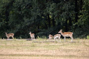 Naklejka na ściany i meble in enclosure many fallow deer live together in a group