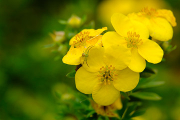  A small crab spider on a yellow cinquefoil flower hunts prey.
