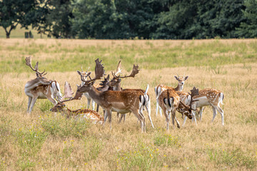 in enclosure many fallow deer live together in a group