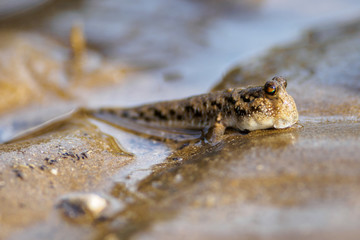 Silver-lined Mudskipper (Periophthalmus argentilineatus), Bako National Park, Sarawak, Borneo, Malaysia