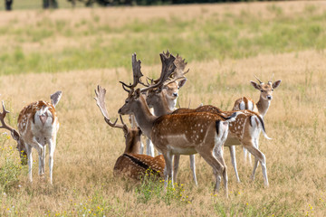 Naklejka na ściany i meble in enclosure many fallow deer live together in a group