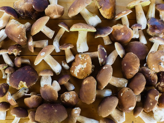 porcini mushrooms on a wooden table. texture. poster.