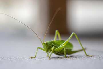green grasshopper crawls across a terrace floor