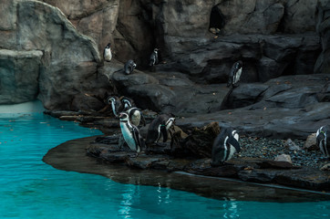 Humboldt penguin in aquarium, Cracow Poland