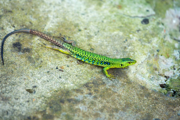 Obraz na płótnie Canvas Green small lizard on a stone background, wall